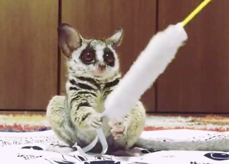 森の赤ちゃんと呼ばれるおサルさん。小動物特有の「静と動」のある動きで、猫じゃらしを追う…♡