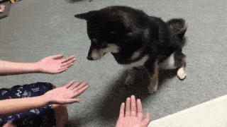 動物,犬,猫,しつけ,飼い方,育て方,病気,健康