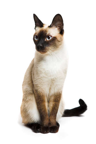 動物,犬,猫,しつけ,飼い方,育て方,病気,健康