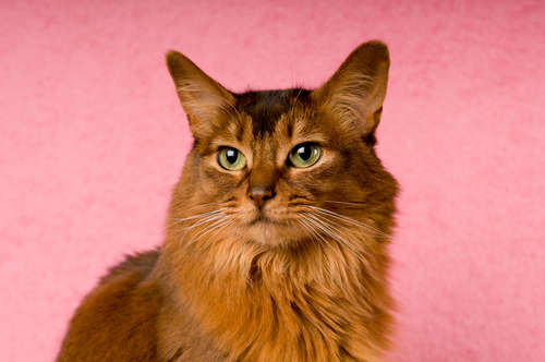 動物,犬,猫,しつけ,飼い方,育て方,病気,健康