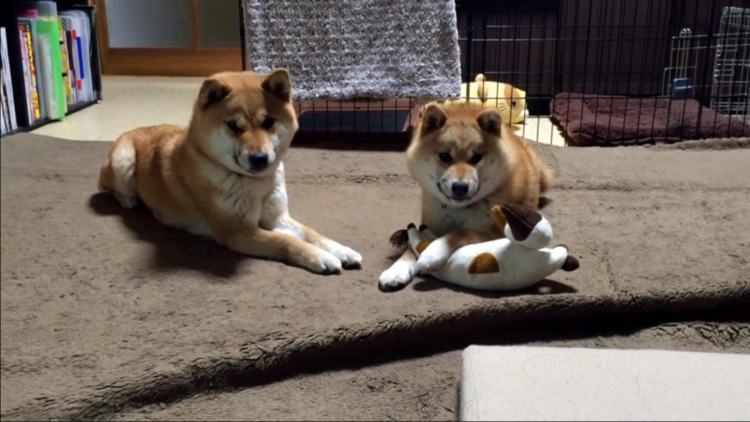 動物,犬,猫,しつけ,飼い方,育て方,病気,健康