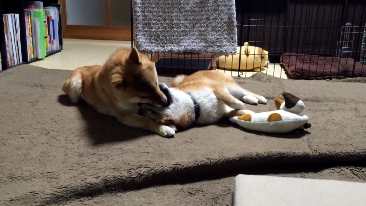 動物,犬,猫,しつけ,飼い方,育て方,病気,健康
