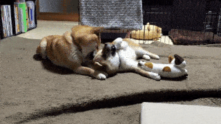 動物,犬,猫,しつけ,飼い方,育て方,病気,健康