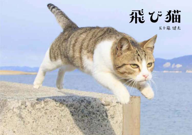 動物,犬,猫,しつけ,飼い方,育て方,病気,健康
