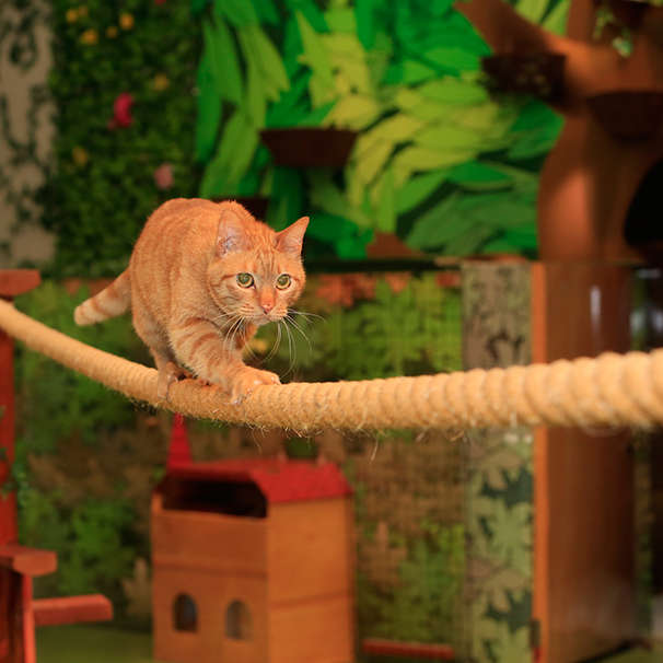 動物,犬,猫,しつけ,飼い方,育て方,病気,健康