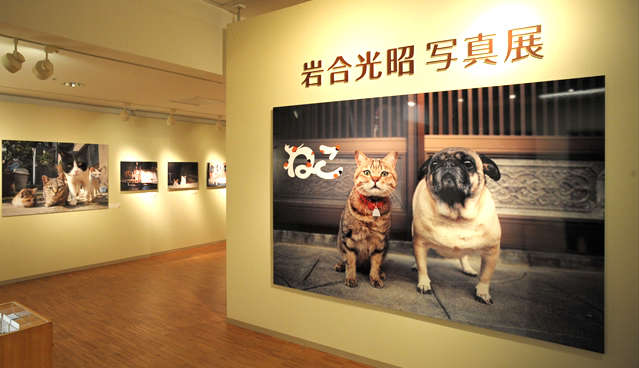動物,犬,猫,しつけ,飼い方,育て方,病気,健康