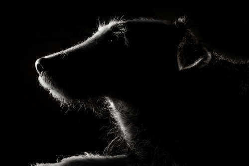 犬のお葬式について。ペットを火葬する際はどうする?