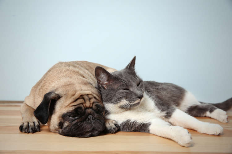 夏前でも要注意! 犬や猫の熱中症対策、どんなことがポイント?