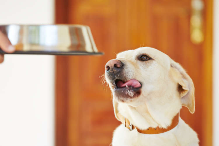 愛犬の食べっぷりが全然違う! “たった10分”でできる犬の手作りごはん