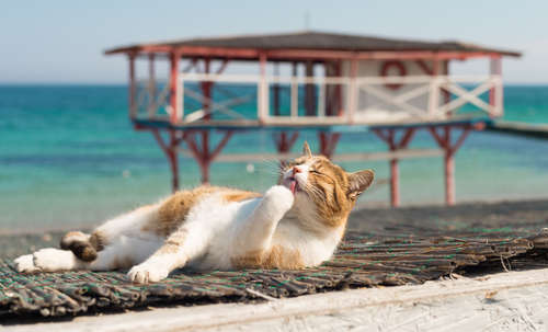 動物,犬,猫,しつけ,飼い方,育て方,病気,健康