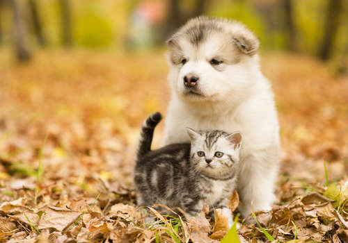 動物,犬,猫,しつけ,飼い方,育て方,病気,健康