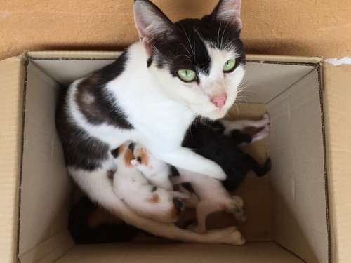 動物,犬,猫,しつけ,飼い方,育て方,病気,健康