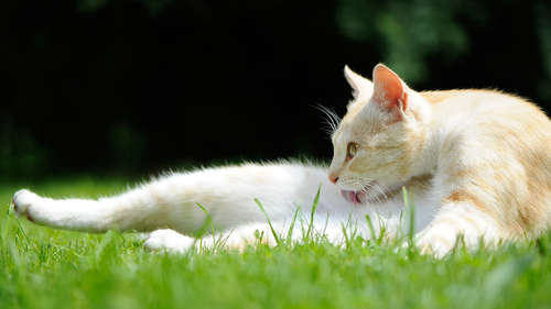 動物,犬,猫,しつけ,飼い方,育て方,病気,健康