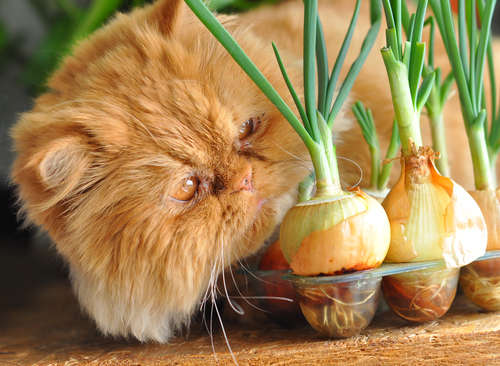 動物,犬,猫,しつけ,飼い方,育て方,病気,健康
