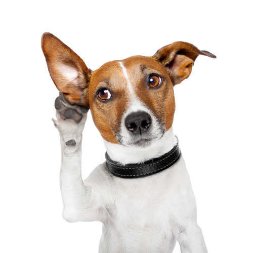 動物,犬,猫,しつけ,飼い方,育て方,病気,健康