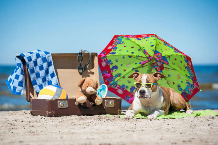この夏はどこへ行く? 犬と一緒に楽しむ2017年7月~9月の関東近郊イベント
