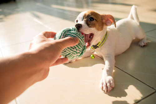 動物,犬,猫,しつけ,飼い方,育て方,病気,健康