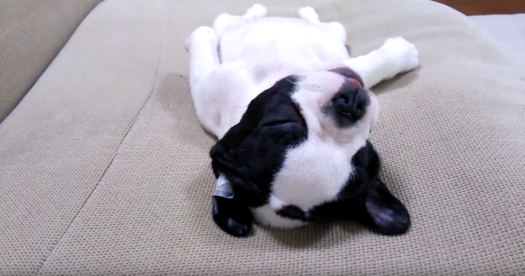 動物,犬,猫,しつけ,飼い方,育て方,病気,健康
