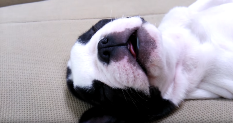 動物,犬,猫,しつけ,飼い方,育て方,病気,健康