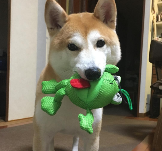動物,犬,猫,しつけ,飼い方,育て方,病気,健康