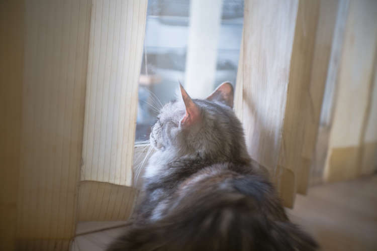 これで夏の旅行も安心! 猫が快適・安全に過ごせるお留守番グッズ&活用術