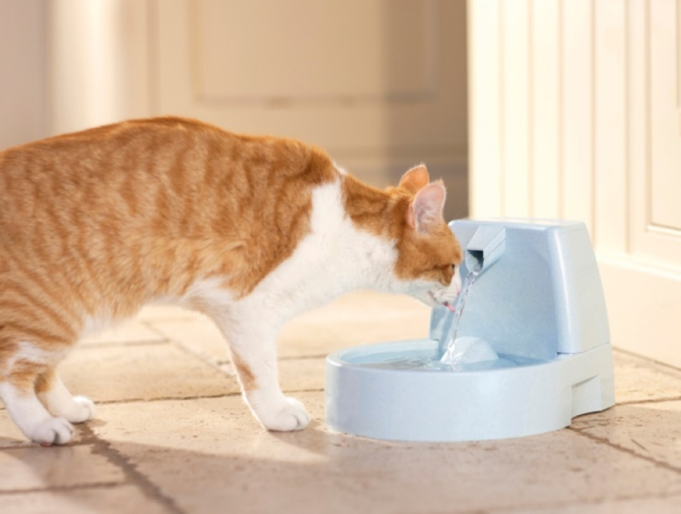 動物,犬,猫,しつけ,飼い方,育て方,病気,健康