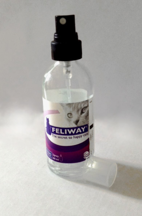 動物,犬,猫,しつけ,飼い方,育て方,病気,健康
