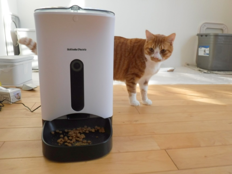 動物,犬,猫,しつけ,飼い方,育て方,病気,健康