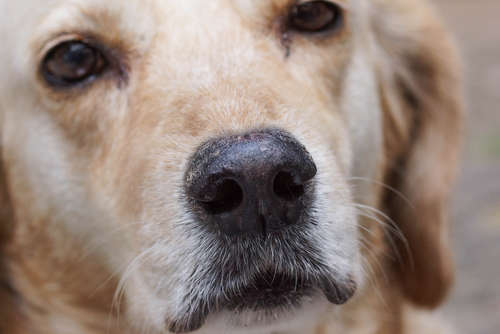 動物,犬,猫,しつけ,飼い方,育て方,病気,健康
