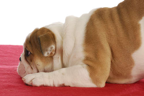 動物,犬,猫,しつけ,飼い方,育て方,病気,健康
