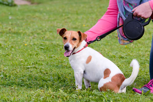 動物,犬,猫,しつけ,飼い方,育て方,病気,健康