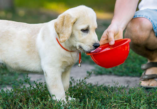 動物,犬,猫,しつけ,飼い方,育て方,病気,健康