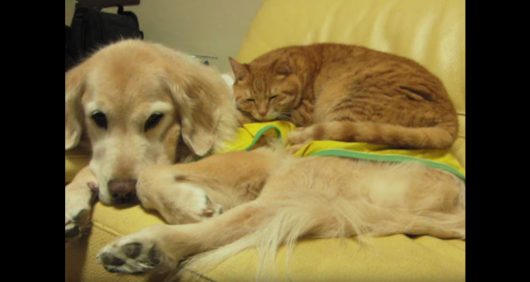 動物,犬,猫,しつけ,飼い方,育て方,病気,健康