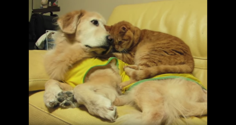 動物,犬,猫,しつけ,飼い方,育て方,病気,健康