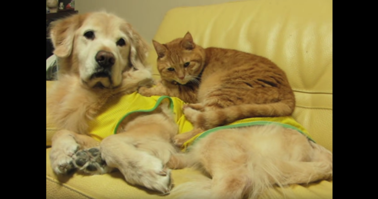 動物,犬,猫,しつけ,飼い方,育て方,病気,健康