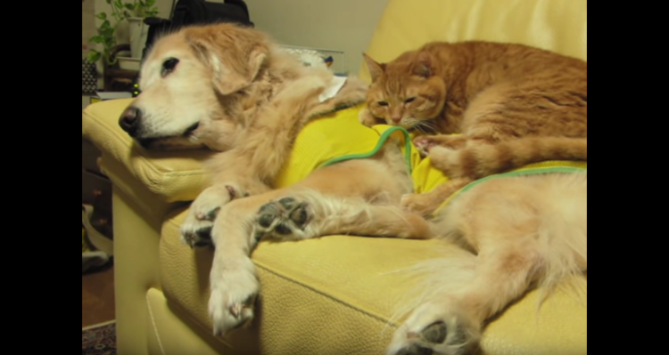 動物,犬,猫,しつけ,飼い方,育て方,病気,健康