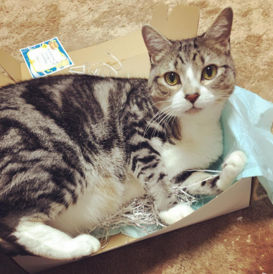 動物,犬,猫,しつけ,飼い方,育て方,病気,健康