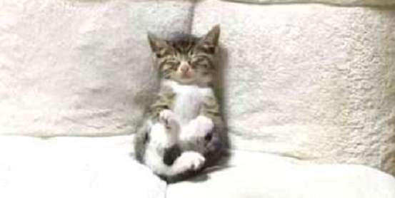 座椅子に座って、テレビを見ていた子猫ちゃん。まさかの寝落ち姿に、キュンとする(*´ω`*)♡