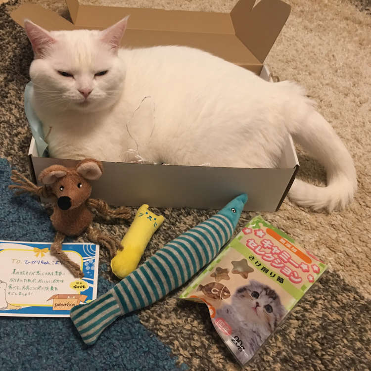 動物,犬,猫,しつけ,飼い方,育て方,病気,健康