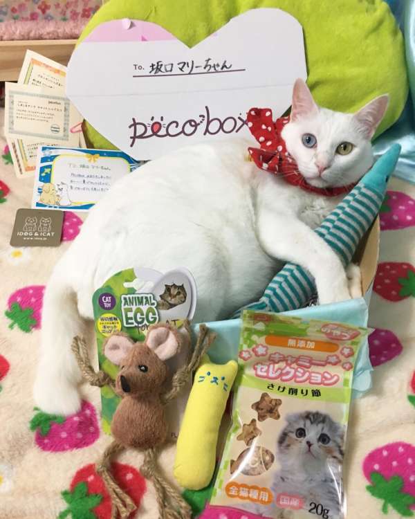 動物,犬,猫,しつけ,飼い方,育て方,病気,健康