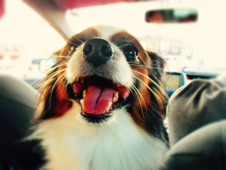 動物,犬,猫,しつけ,飼い方,育て方,病気,健康