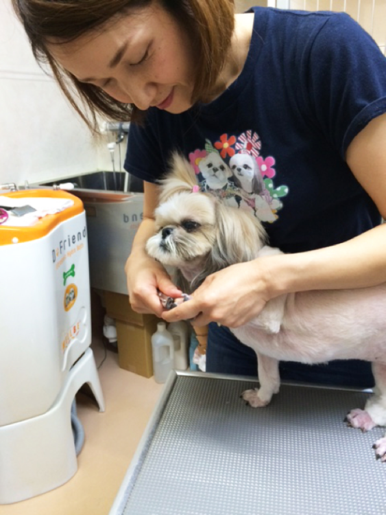 動物,犬,猫,しつけ,飼い方,育て方,病気,健康