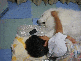 動物,犬,猫,しつけ,飼い方,育て方,病気,健康