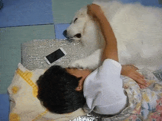 動物,犬,猫,しつけ,飼い方,育て方,病気,健康