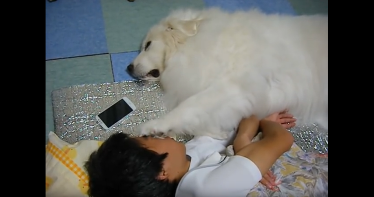 動物,犬,猫,しつけ,飼い方,育て方,病気,健康