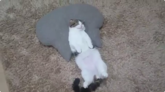 動物,犬,猫,しつけ,飼い方,育て方,病気,健康