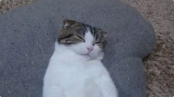 動物,犬,猫,しつけ,飼い方,育て方,病気,健康