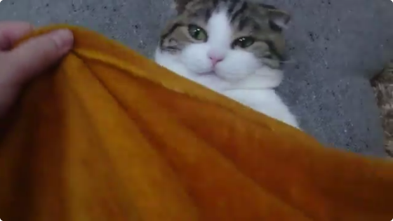 動物,犬,猫,しつけ,飼い方,育て方,病気,健康