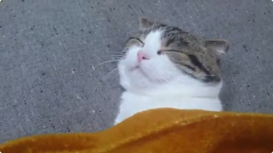 動物,犬,猫,しつけ,飼い方,育て方,病気,健康