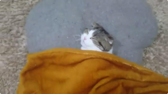 動物,犬,猫,しつけ,飼い方,育て方,病気,健康